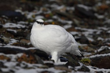 Rock ptarmigan Alpler üzerinde