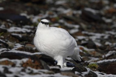Rock ptarmigan Alpler üzerinde