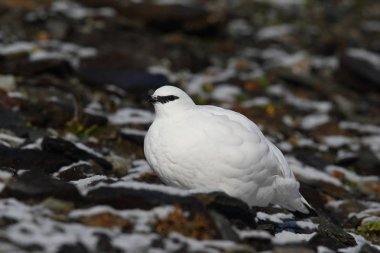 Rock ptarmigan Alpler üzerinde