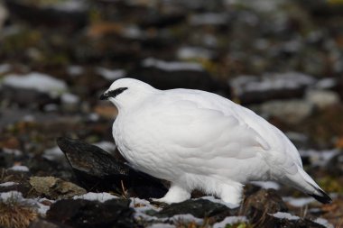 Rock ptarmigan Alpler üzerinde