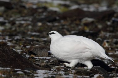 Rock ptarmigan Alpler üzerinde