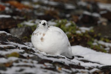 Rock ptarmigan Alpler üzerinde