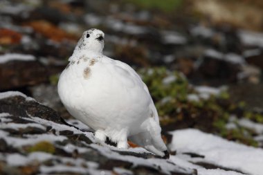 Rock ptarmigan Alpler üzerinde