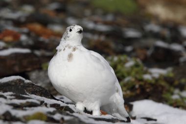 Rock ptarmigan Alpler üzerinde