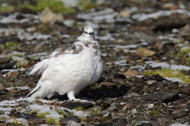 Rock ptarmigan Alpler üzerinde