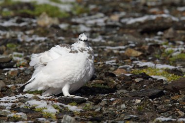 Rock ptarmigan Alpler üzerinde