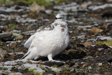 Rock ptarmigan Alpler üzerinde