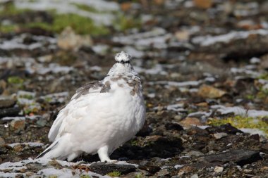 Rock ptarmigan Alpler üzerinde