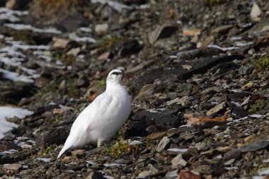 Rock ptarmigan Alpler üzerinde
