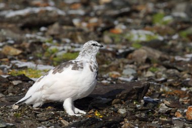 Rock ptarmigan Alpler üzerinde