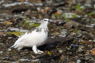 Rock ptarmigan Alpler üzerinde