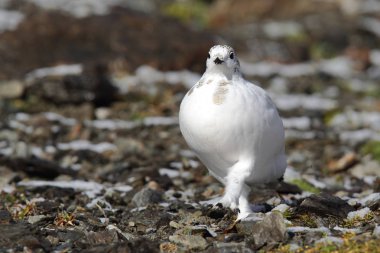 Rock ptarmigan Alpler üzerinde