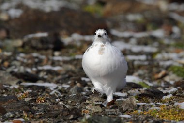 Rock ptarmigan Alpler üzerinde
