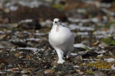 Rock ptarmigan Alpler üzerinde