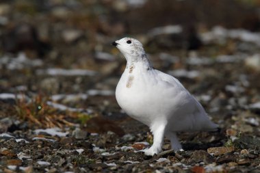 Rock ptarmigan Alpler üzerinde