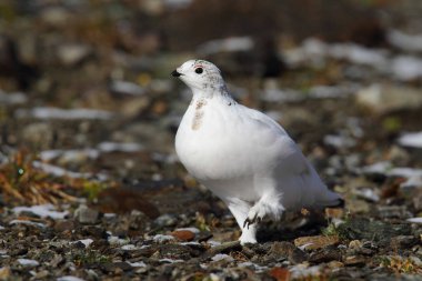 Rock ptarmigan Alpler üzerinde