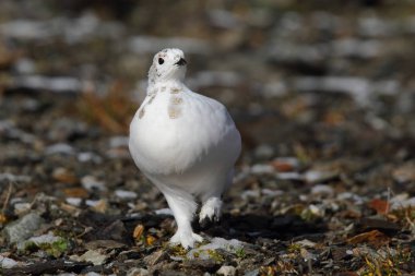 Rock ptarmigan Alpler üzerinde