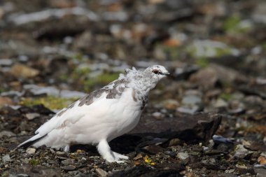 Rock ptarmigan Alpler üzerinde