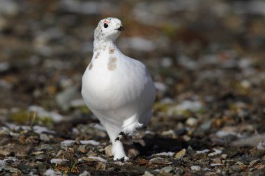 Rock ptarmigan Alpler üzerinde