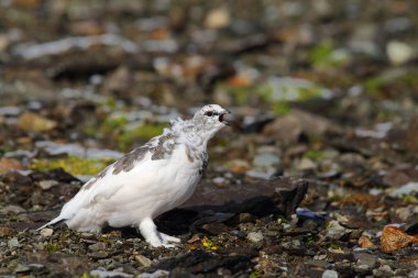 Rock ptarmigan Alpler üzerinde