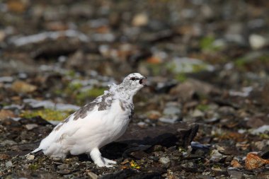 Rock ptarmigan Alpler üzerinde