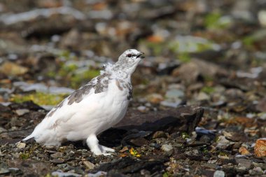 Rock ptarmigan Alpler üzerinde