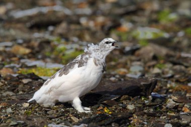 Rock ptarmigan Alpler üzerinde