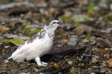 Rock ptarmigan Alpler üzerinde