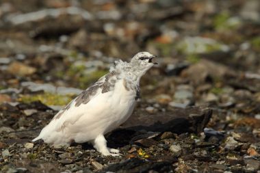 Rock ptarmigan Alpler üzerinde