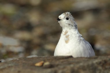 Rock ptarmigan Alpler üzerinde