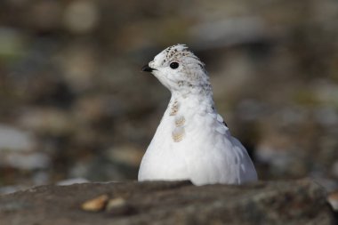 Rock ptarmigan Alpler üzerinde