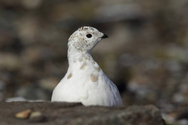 Rock ptarmigan Alpler üzerinde