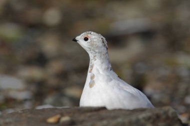 Rock ptarmigan Alpler üzerinde