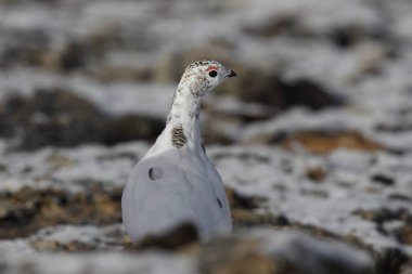 Rock ptarmigan Alpler üzerinde