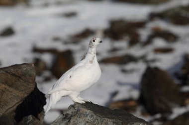 Rock ptarmigan Alpler üzerinde