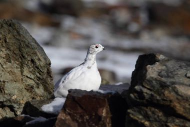 Rock ptarmigan Alpler üzerinde