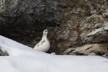 Rock ptarmigan Alpler üzerinde