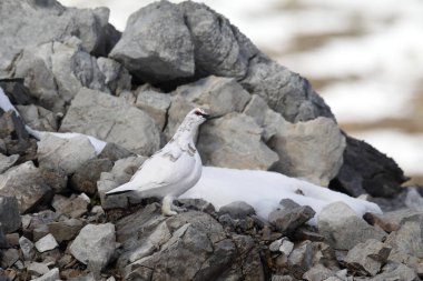 Rock ptarmigan Alpler üzerinde