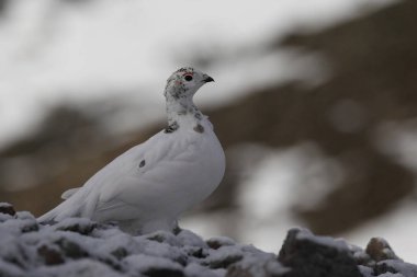Rock ptarmigan Alpler üzerinde
