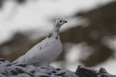 Rock ptarmigan Alpler üzerinde