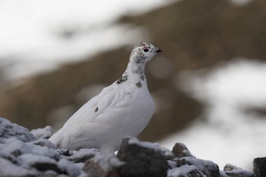 Rock ptarmigan Alpler üzerinde