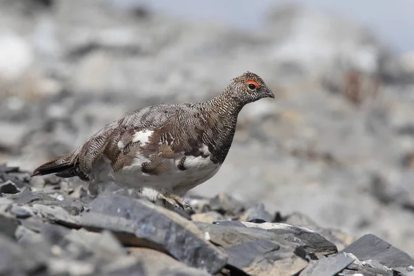 Rock ptarmigan Alpler üzerinde