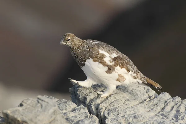 Rock ptarmigan on the alps