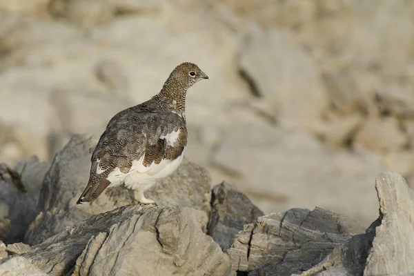 Rock ptarmigan on the alps