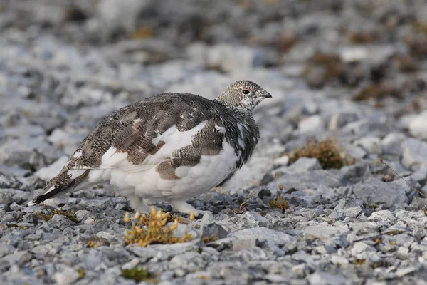 Pedra ptarmigan nos alpes — Fotografia de Stock