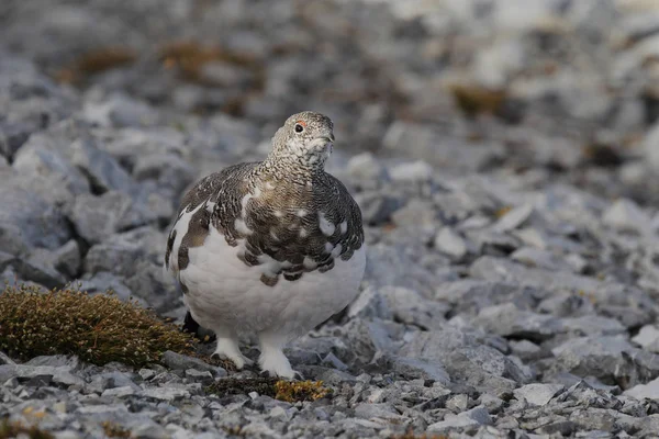 Rock ptarmigan op de Alpen — Stockfoto