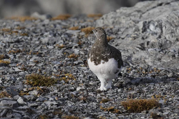 Rock ptarmigan op de Alpen — Stockfoto