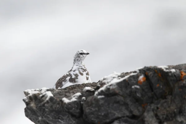 Rock ptarmigan op de Alpen — Stockfoto