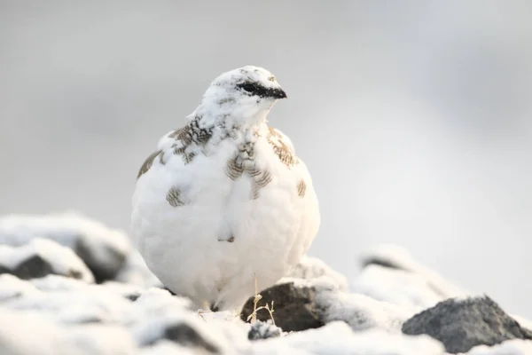 Rock ptarmigan op de Alpen — Stockfoto