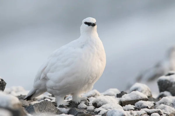 Rock ptarmigan Alpler üzerinde